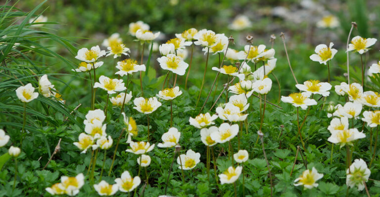 Native Texas Ground Covers That Outperform St. Augustine When Summer Hits Hard