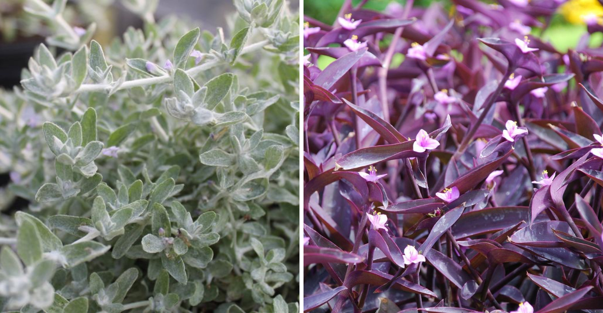 Woolly Stemodia and Purple Heart