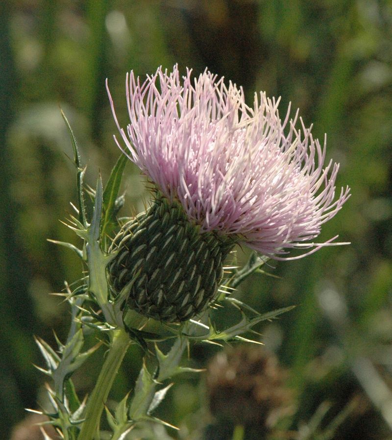 Native Thistles Give Goldfinches Food And Nesting Fluff Native Thistles Give Goldfinches Food And Nesting Fluff