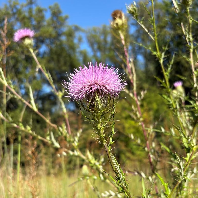 Native Thistles 