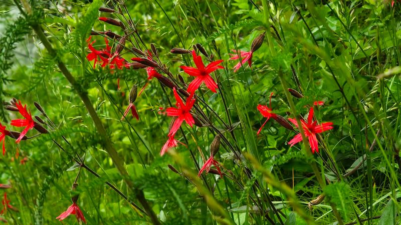 Native To North Carolina (Silene virginica)