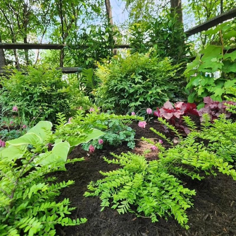Native Underplanting Makes The Area Even More Useful
