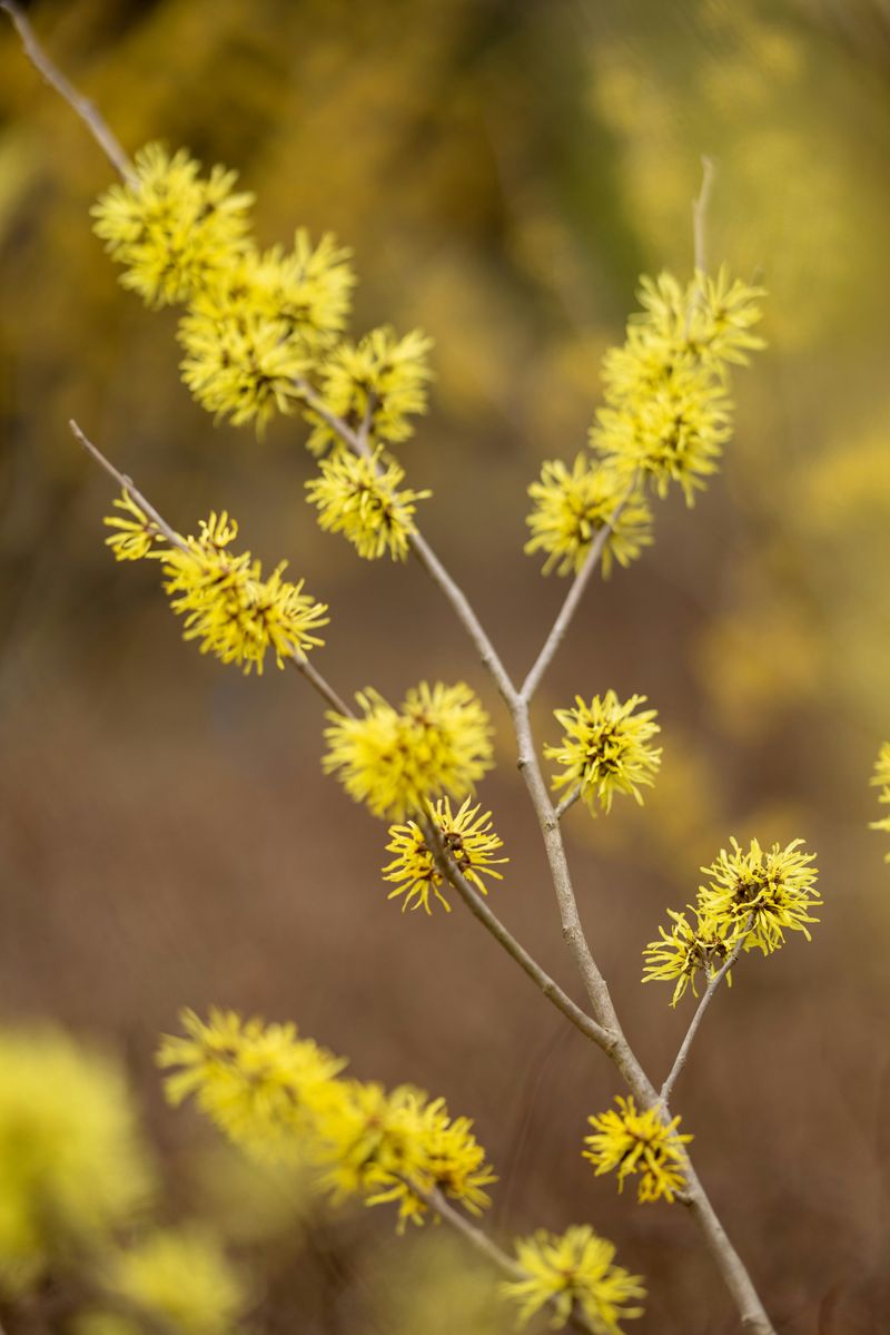 Native Witch Hazel Native Witch Hazel
