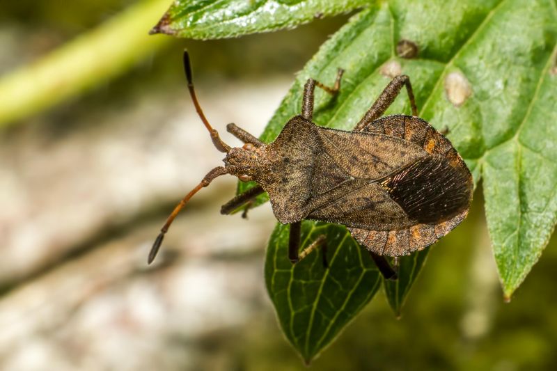 Natural And Effective Ways To Deal With Squash Bugs