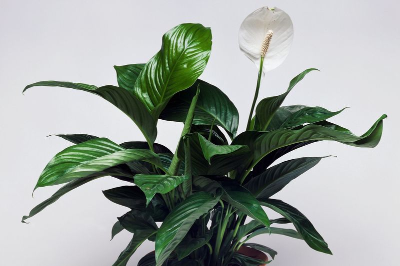 Natural Bloom Cycles And Plant Age
