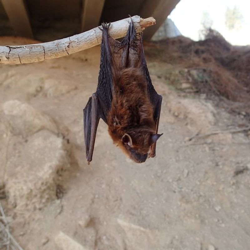 Natural Habitat Gives Bats A Better Reason To Stay