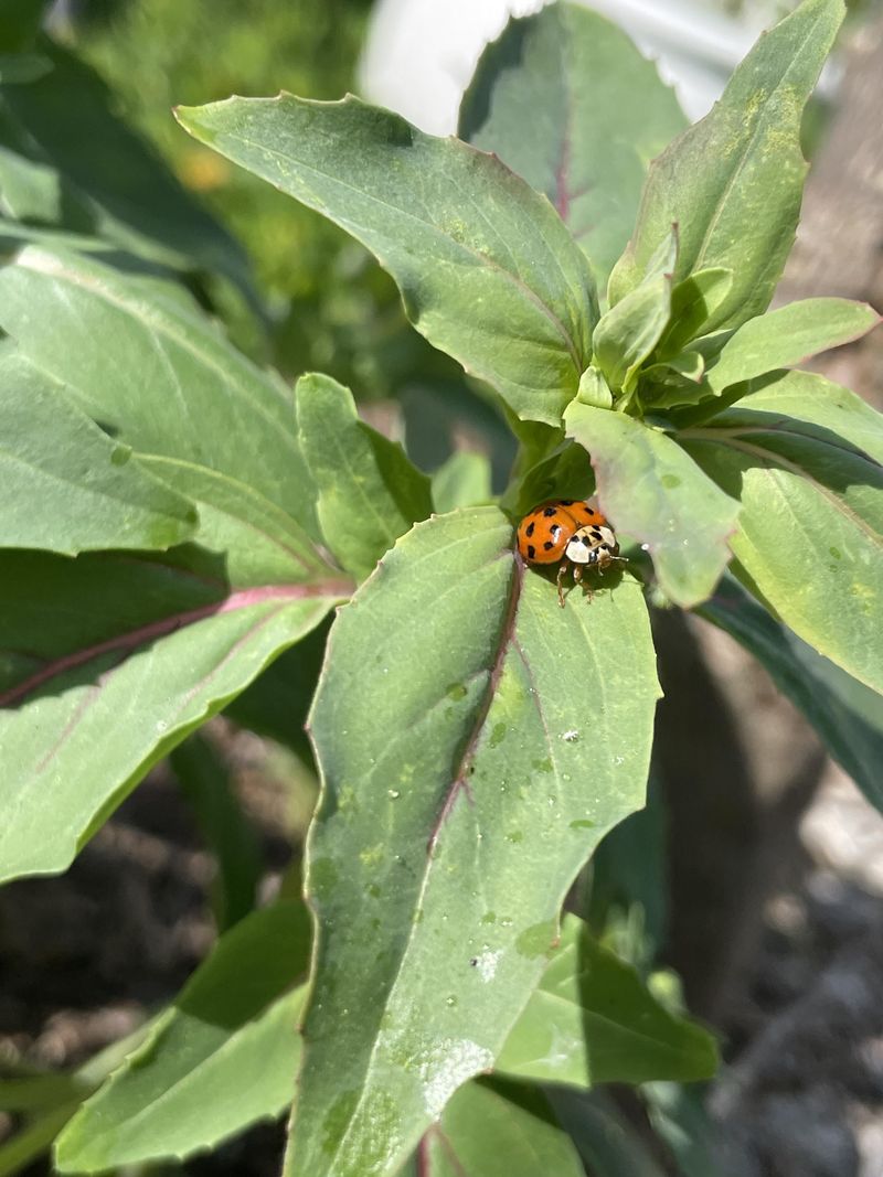Natural Pest Control Starts With Better Habitat Natural Pest Control Starts With Better Habitat