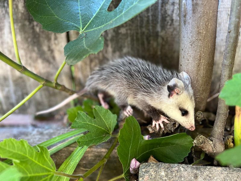 Natural Scavenging Helps Clean Up Fallen Fruit Outdoors