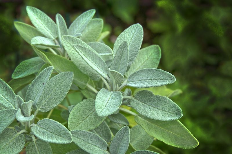 Naturally Repels Some Garden Pests