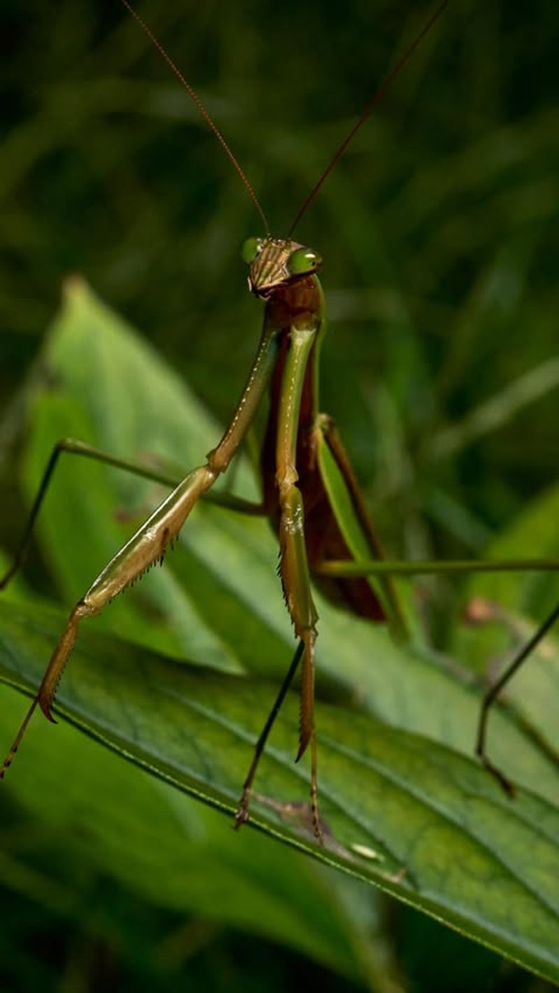 Nature's Most Patient Hunter