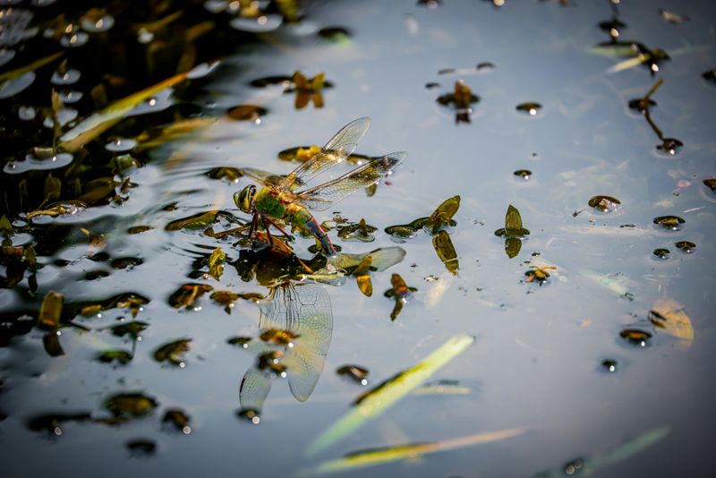 Nearby Water May Attract The Insects It Hunts