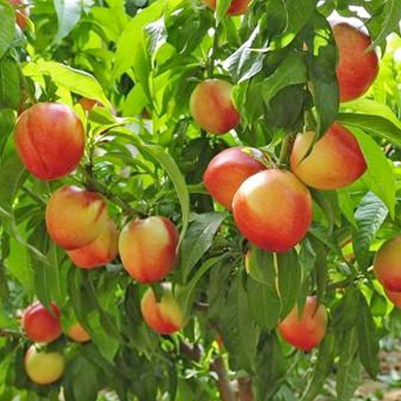 Nectar Babe Miniature Nectarine Nectar Babe Miniature Nectarine