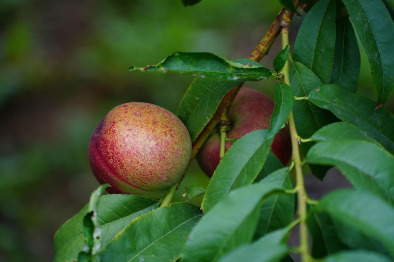 Nectarine Trees