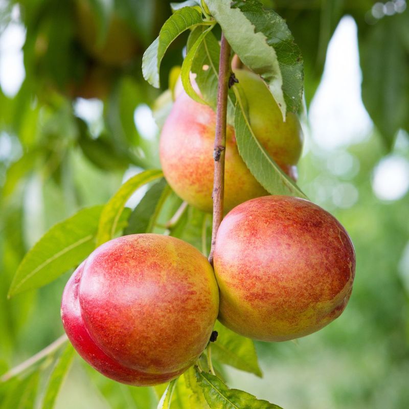 Nectarine