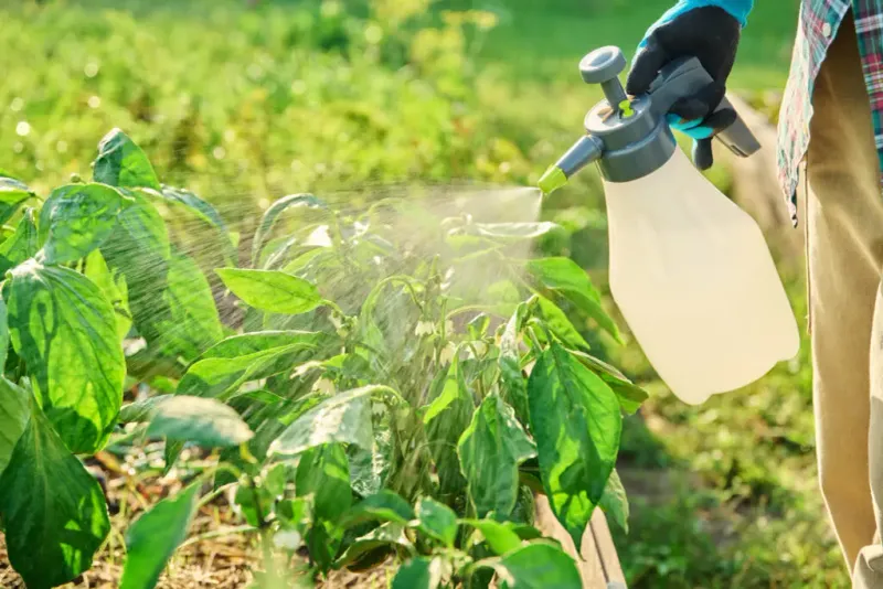 Neem Oil Needs Cooler Application Conditions