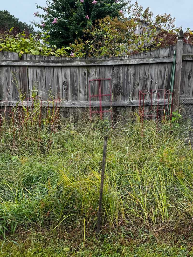 Neglected Fence Lines Become Hidden Tick Corridors In Spring