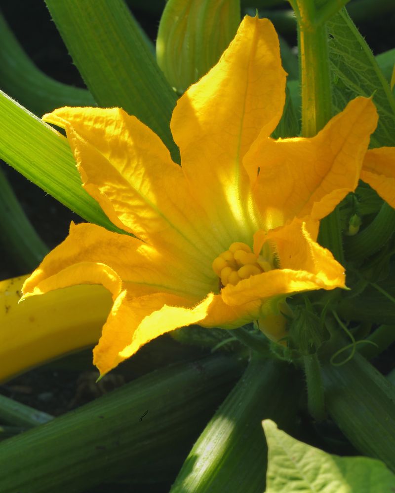 Neglecting Pollinators
