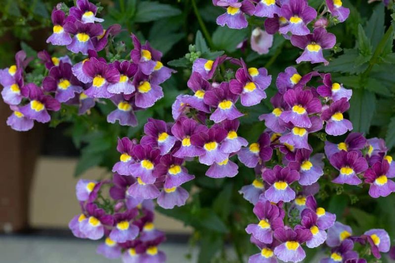 Nemesia Adds Soft Fullness Early In The Season Nemesia Adds Soft Fullness Early In The Season
