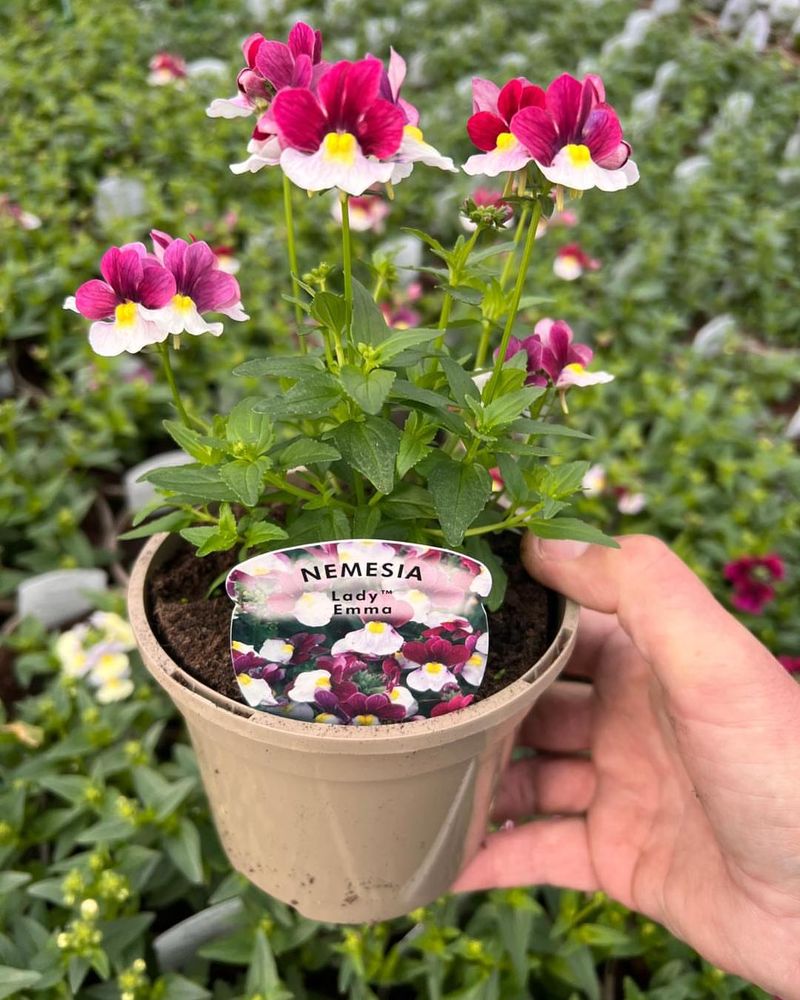 Nemesia