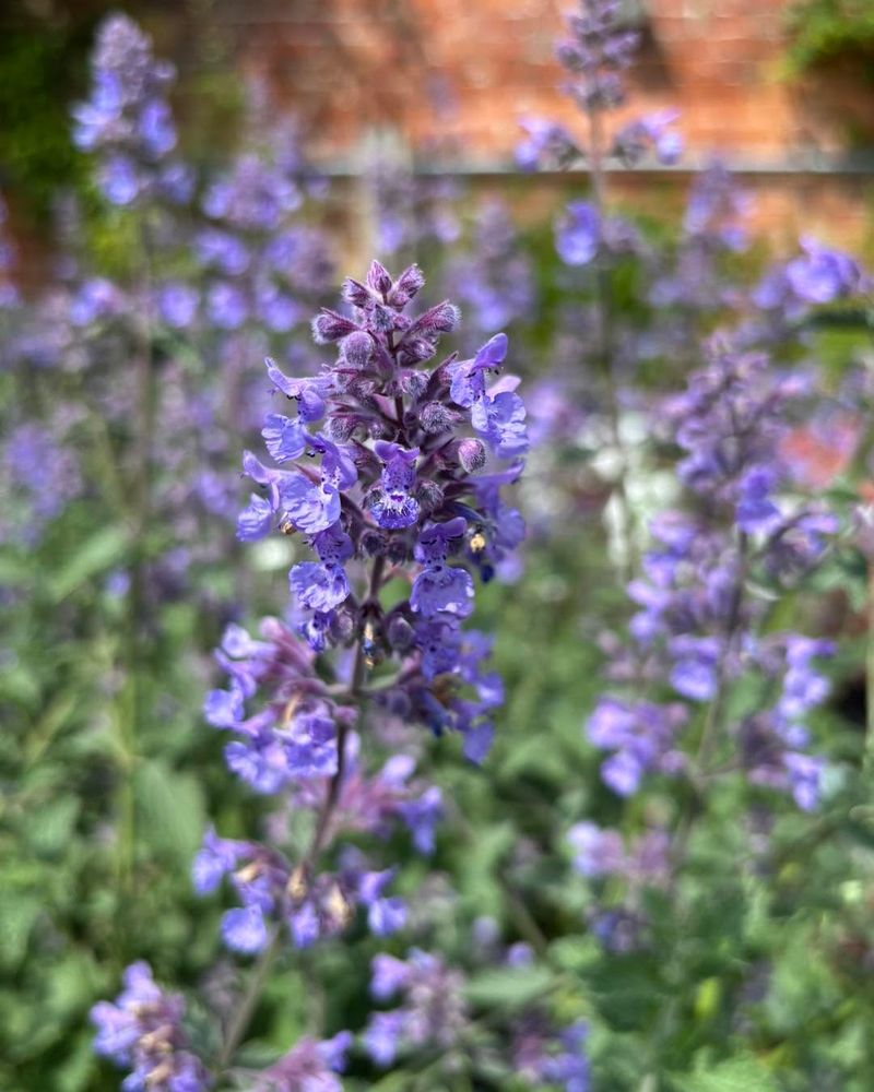 Nepeta