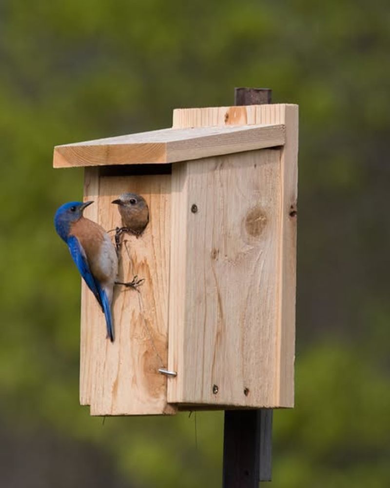 Nest Boxes Positioned Away From Heavy Shade