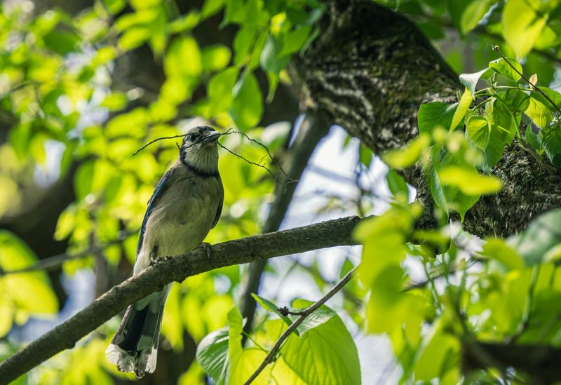 Nesting Nearby And Checking Surroundings Nesting Nearby And Checking Surroundings