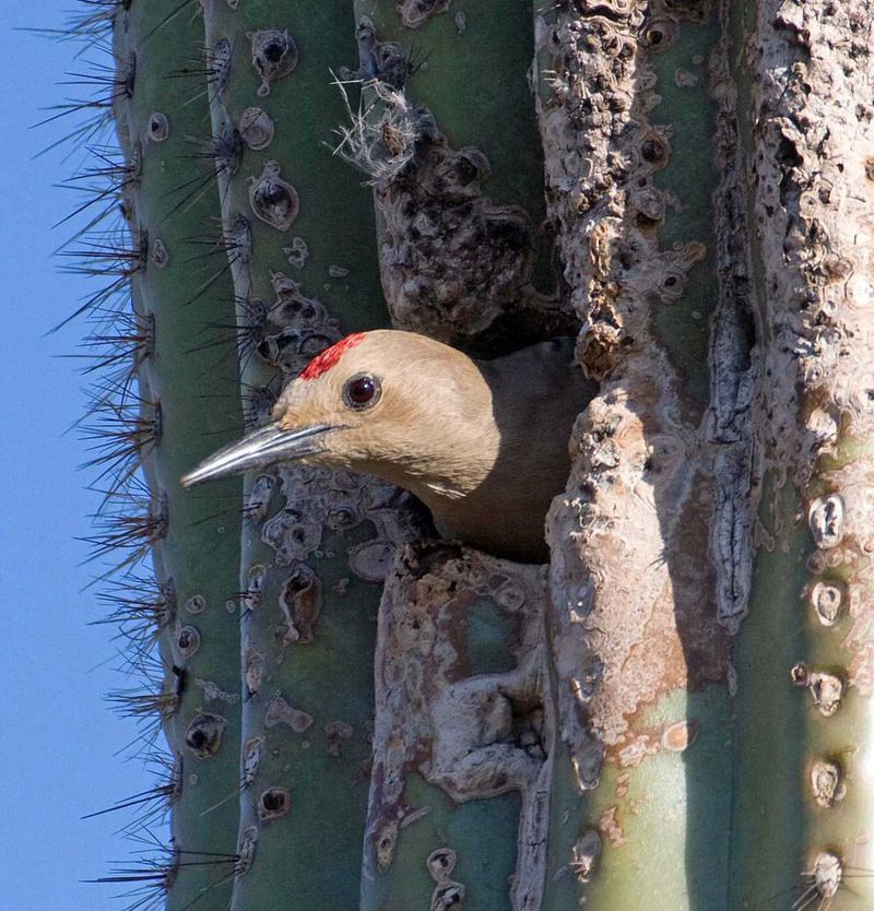 Nesting Season Is Well Underway