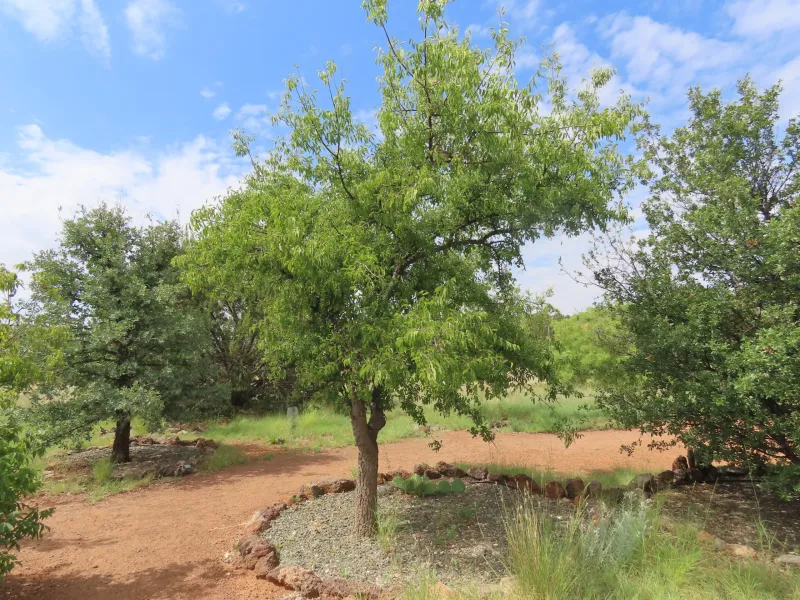 Netleaf Hackberry Handles Heat With Easy Shade Netleaf Hackberry Handles Heat With Easy Shade