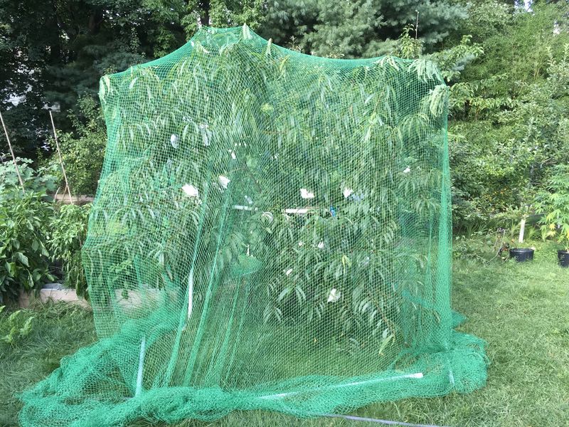 Netting Helps Protect Vulnerable Branches Better