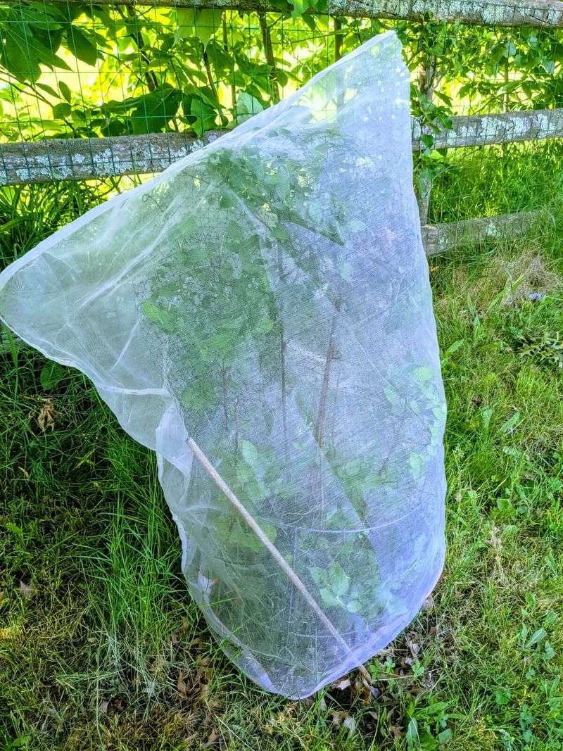 Netting Stops Birds From Stripping Bushes Early Netting Stops Birds From Stripping Bushes Early