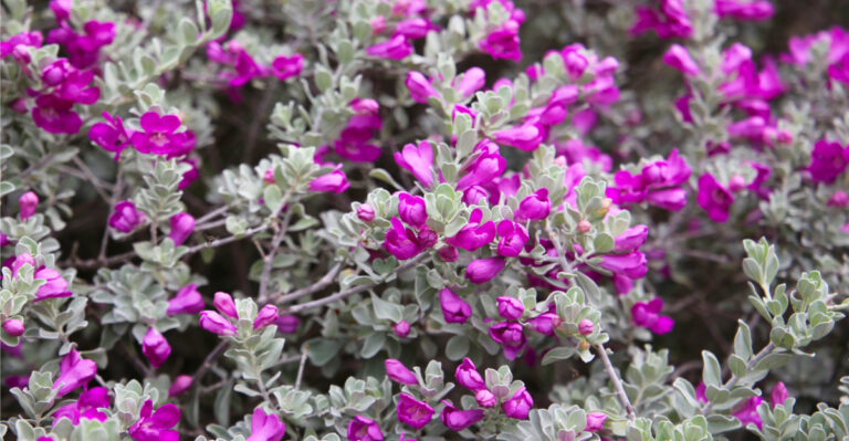 Nevada Yard Plants That Use Far Less Water Than Grass (But Look Better Too)