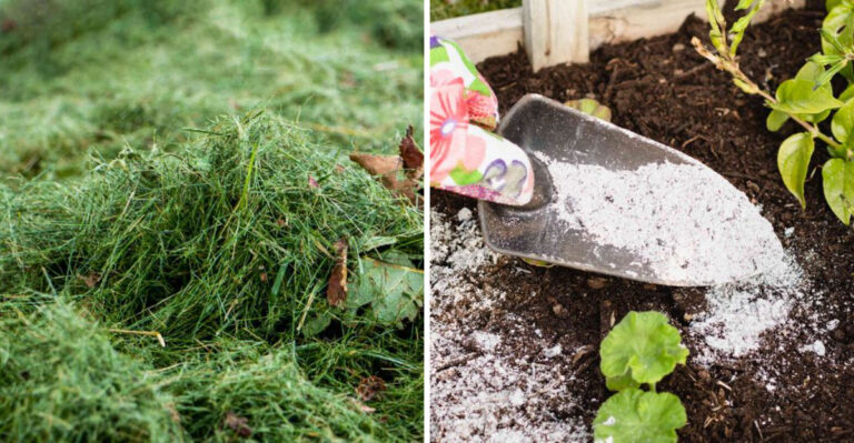 Never Add These Things To Pennsylvania Vegetable Garden Soil