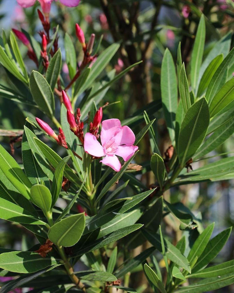 Never Burn Oleander Branches Or Yard Waste