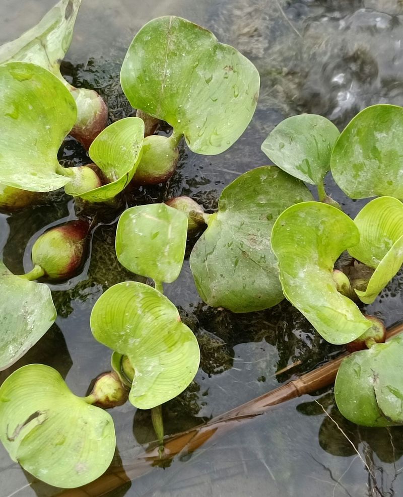 Never Dump Aquarium Or Pond Plants Outdoors
