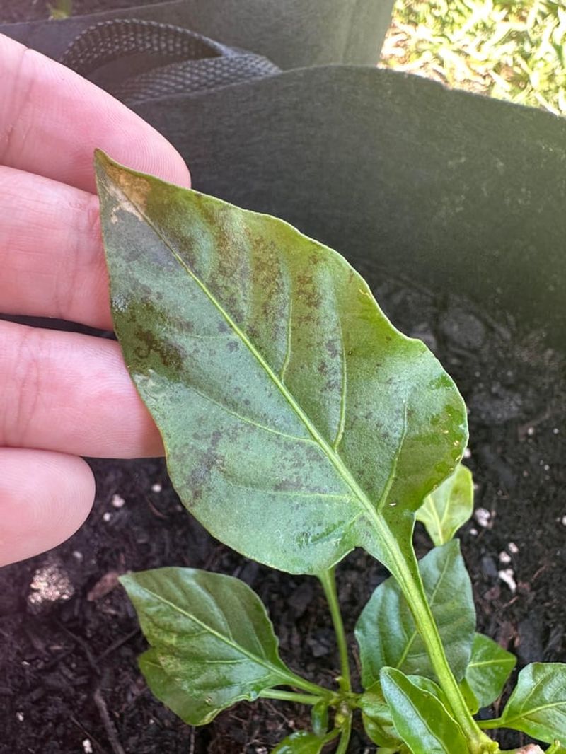 Stop Coating Leaves With Cooking Oil