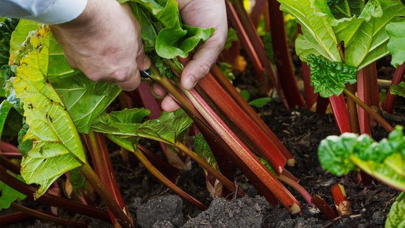 Never Strip All The Leaves From Your Rhubarb Plant