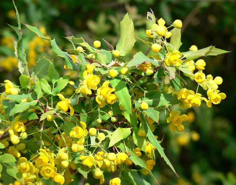 Nevin's Barberry Nevin's Barberry