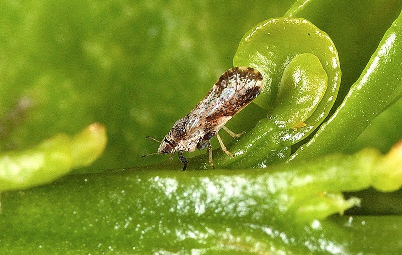New Citrus Flush Needs Pest Monitoring