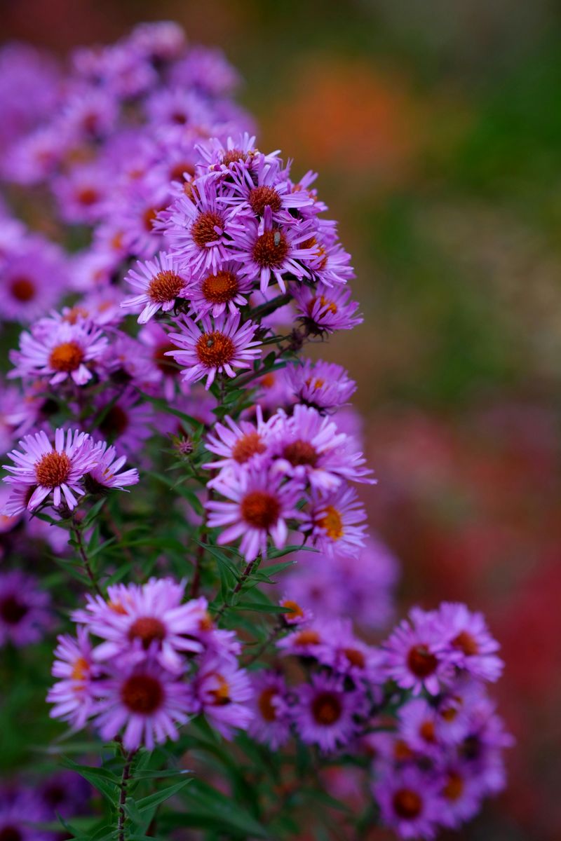 New England Asters Are Stealing The Show Across The Hudson Valley