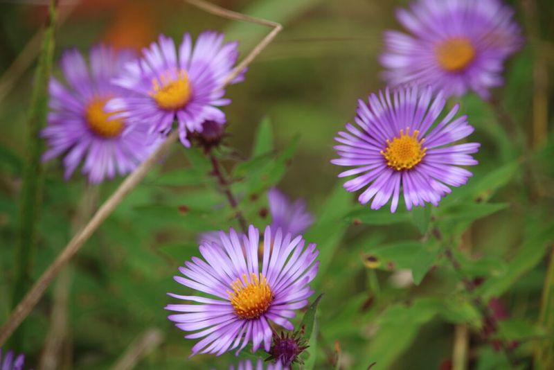 New England Aster Carries Color Into Fall