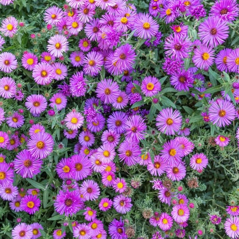 New England Aster Carries Color Into Fall