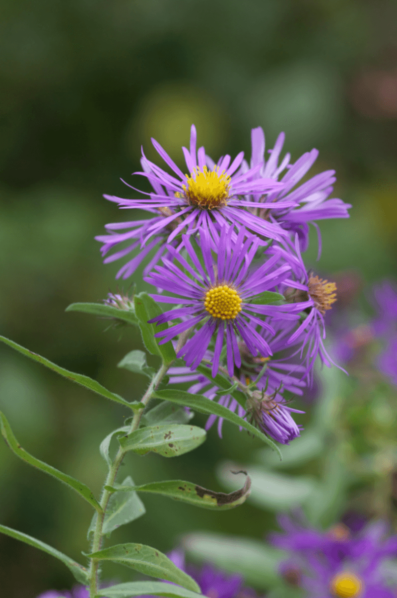 New England Aster Carries Native Color Into Fall