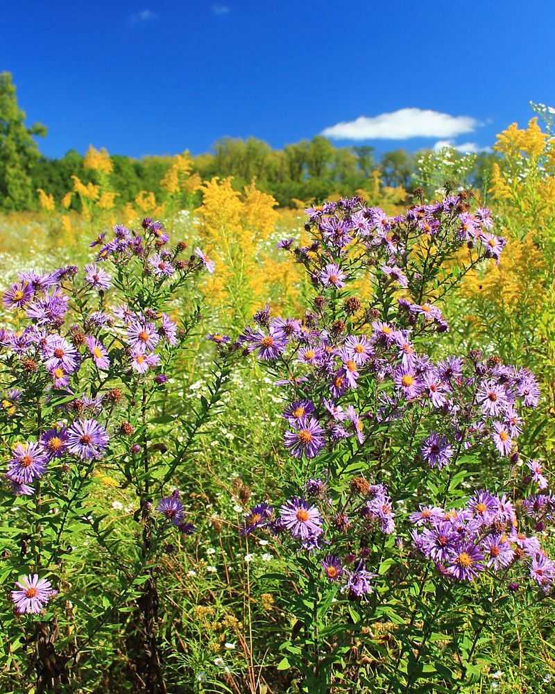 New England Aster Keeps Michigan Pollinators Active Into Fall