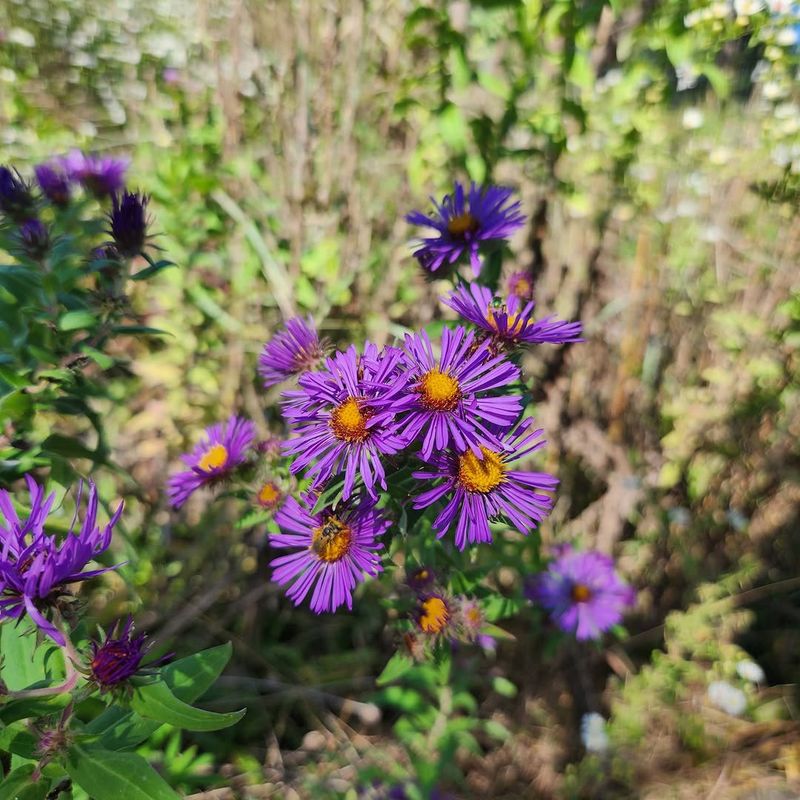 New England Aster Spreads Reliably