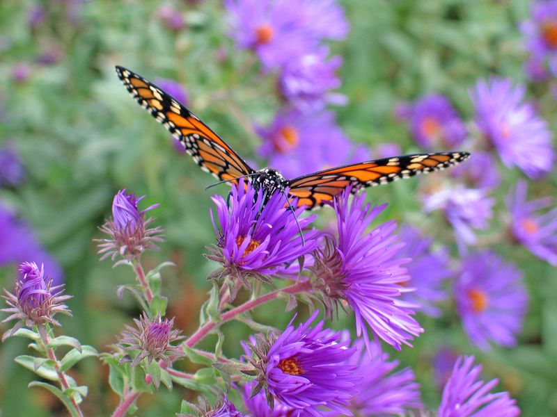 New England Aster Supports Late Monarchs