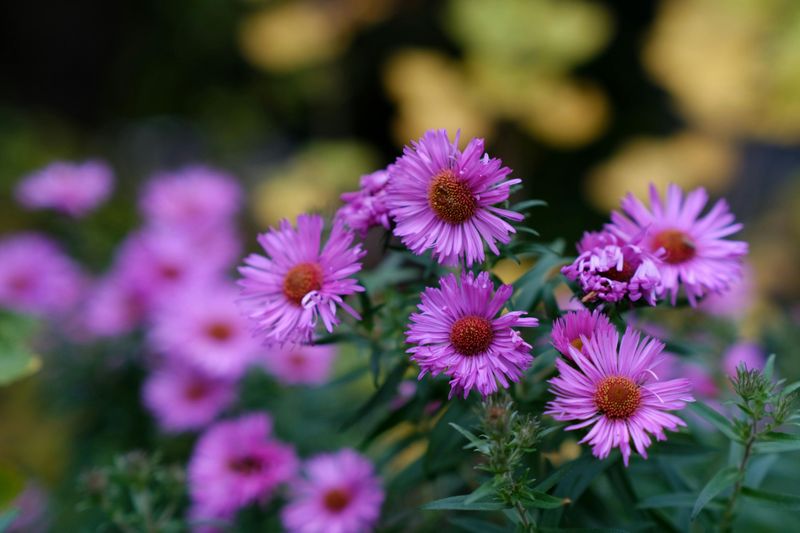 New England Aster (Symphyotrichum Novae-Angliae)