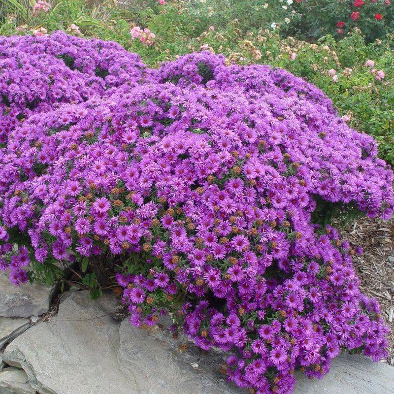New England Aster (Symphyotrichum novae-angliae)