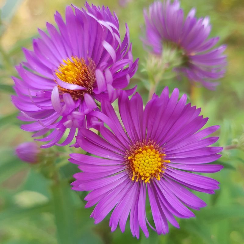 New England Aster