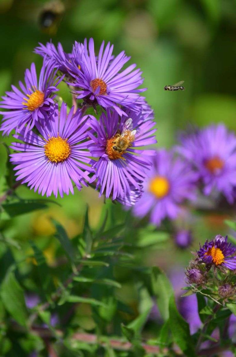 New England Asters Feed Pollinators Before Fall Seeds Arrive New England Asters Feed Pollinators Before Fall Seeds Arrive