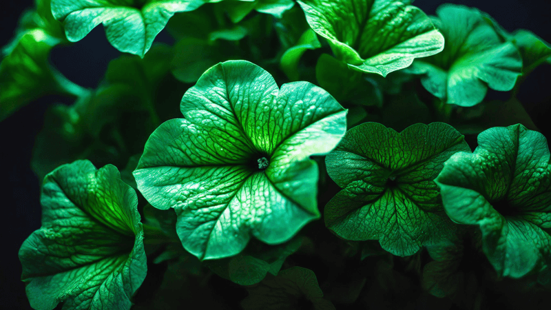New Garden Ideas Are Gaining Attention